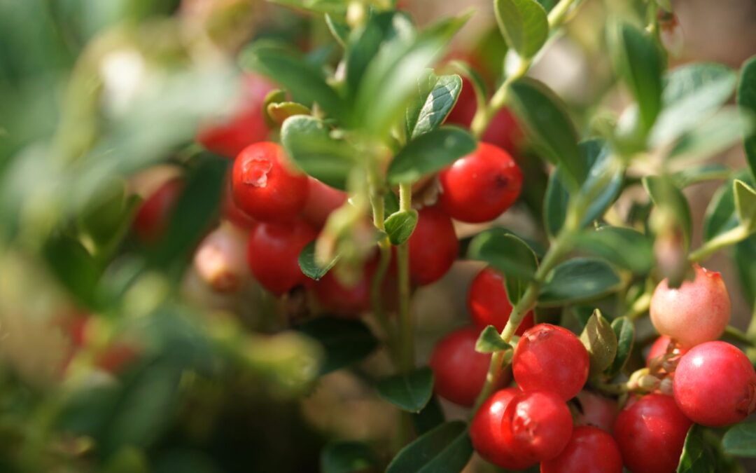 Cranberry Cultivation in 2024: Overcoming Weather and Crop Management Challenges